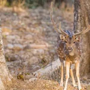 Explore Jim Corbett Tiger Safari Tour with Accommodations!! for 4 days with  Taj Voyages Tours  and discover unforgettable experiences - Photo 5
