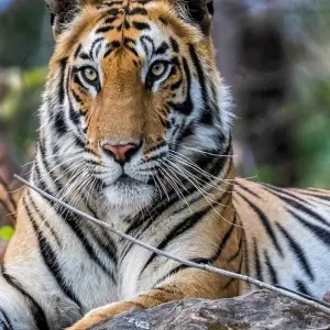 Explore Jim Corbett Tiger Safari Tour with Accommodations!! for 4 days with  Taj Voyages Tours  and discover unforgettable experiences - Photo 6