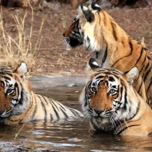Explore Jim Corbett Tiger Safari Tour with Accommodations!! for 4 days with  Taj Voyages Tours  and discover unforgettable experiences - Photo 7