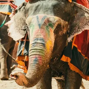 Explore Super Server Golden Triangle Tour with Jodhpur and Udaipur!! for 9 days with  Taj Voyages Tours  and discover unforgettable experiences - Photo 8