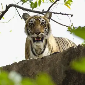 Explore Taj Mahal , Tiger & Pink City Tour!! for 7 days with  Taj Voyages Tours  and discover unforgettable experiences - Photo 11