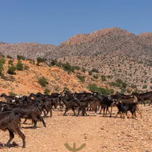 Explore From Peaks to Dunes: 4-Day Atlas & Sahara Journey for 4 days with  Amazigh Voyage and discover unforgettable experiences - Photo 8