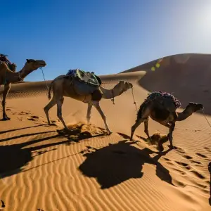 Explore 7 Day Deep Sahara Desert Camel Trek | Travel like a true desert Nomad for 7 days with  Amazigh Voyage and discover unforgettable experiences - Photo 11