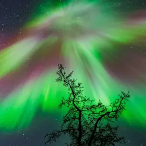 Explore Alaska Northern Lights Adventure for 9 days with 1000 Treks and discover unforgettable experiences - Photo 11