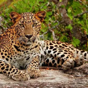 Explore Golden Sri Lanka - 8 Days 7 Nights for 8 days with ASY Tours Sri Lanka and discover unforgettable experiences - Photo 7