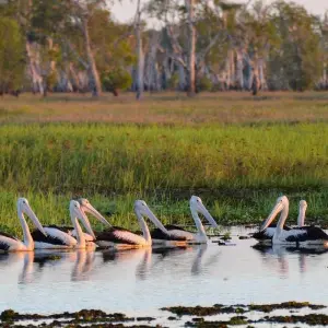 Explore Kakadu and Tiwi Island Explorer (Short Break) for 3 days with AAT Kings and discover unforgettable experiences - Photo 3