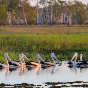 Explore Kakadu and Arnhem Land Explorer (Short Break) for 3 days with AAT Kings and discover unforgettable experiences - Photo 3