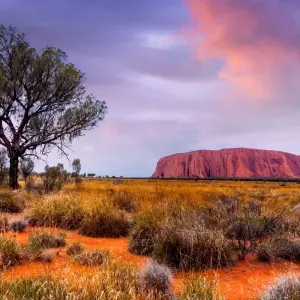 Explore Uluru and Kata Tjuta Experience (Superior, Short Break) for 3 days with AAT Kings and discover unforgettable experiences - Photo 7