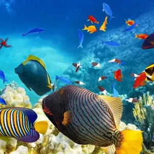 Explore Tropical Queensland (With Internal Air, Start Cairns To Gold Coast, Intra Tour Air Tax Tropical Queensland Cairns To G) for 10 days with AAT Kings and discover unforgettable experiences - Photo 2