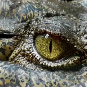 Explore Kakadu and East Alligator River (Short Break) for 2 days with AAT Kings and discover unforgettable experiences - Photo 5