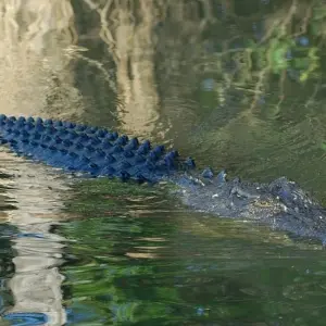 Explore Kakadu and East Alligator River (Short Break) for 2 days with AAT Kings and discover unforgettable experiences - Photo 8