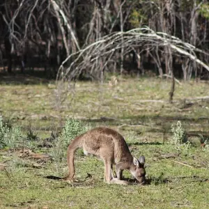 Explore Outback Adventure (Without Rail) for 15 days with AAT Kings and discover unforgettable experiences - Photo 5