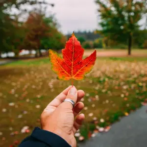 Explore Alaska by Sea and Land Vancouver → Fairbanks (2025) for 15 days with APT and discover unforgettable experiences - Photo 10