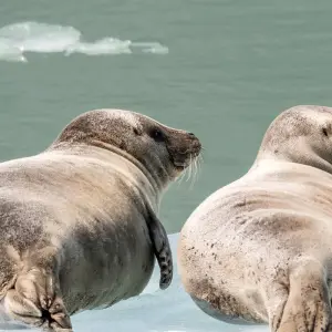 Explore Rockies Odyssey and Alaska Cruise Victoria → Vancouver (2026) for 22 days with APT and discover unforgettable experiences - Photo 6