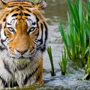 Explore Private Golden Triangle Tour with Tiger Safari for 7 days with Aalin Tours and discover unforgettable experiences - Photo 11