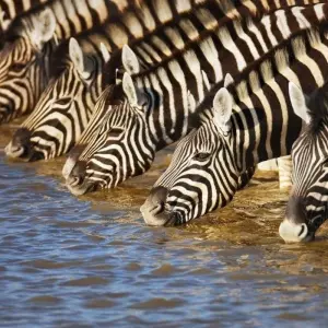 Explore Beautiful Contrasts of Northern Namibia, Private Tour (On Request) for 7 days with ATC Group and discover unforgettable experiences - Photo 4