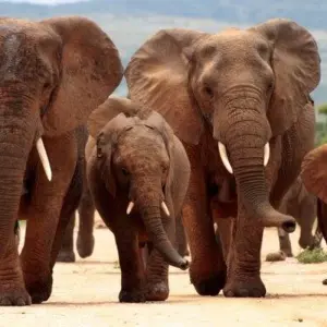 Explore Cape Town, Kruger and Garden Route for 12 days with ATC Group and discover unforgettable experiences - Photo 4