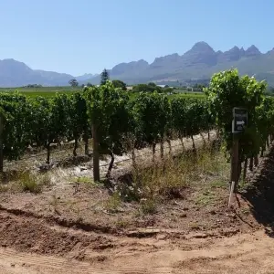 Explore Cape Town's Culture and Cuisine, Private tour for 5 days with ATC Group and discover unforgettable experiences - Photo 4