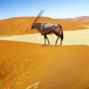 Explore Sossusvlei Region Short Break, Private Tour (On Request) for 4 days with ATC Group and discover unforgettable experiences - Photo 4