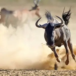 Explore Kruger Park Highlights for 4 days with ATC Group and discover unforgettable experiences - Photo 3