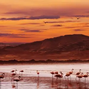 Explore Deserts of Namibia, Private Tour (On Request) for 7 days with ATC Group and discover unforgettable experiences - Photo 3