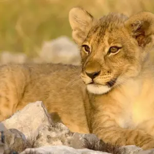 Explore Beautiful Contrasts of Northern Namibia, Private Tour (On Request) for 7 days with ATC Group and discover unforgettable experiences - Photo 8