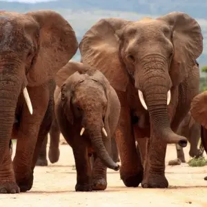 Explore Kruger Park Highlights for 4 days with ATC Group and discover unforgettable experiences - Photo 4