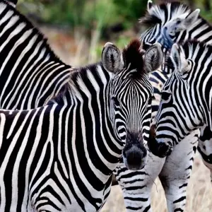 Explore Kruger Park Highlights for 4 days with ATC Group and discover unforgettable experiences - Photo 5