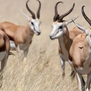 Explore Etosha Safari Adventure, Self-drive for 5 days with ATC Group and discover unforgettable experiences - Photo 6