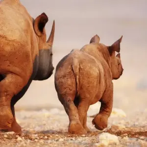 Explore Beautiful Contrasts of Northern Namibia, Private Tour (On Request) for 7 days with ATC Group and discover unforgettable experiences - Photo 10