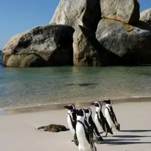 Explore Cape Town, Kruger and Garden Route for 12 days with ATC Group and discover unforgettable experiences - Photo 8