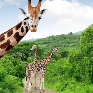 Explore Kruger Park Highlights for 4 days with ATC Group and discover unforgettable experiences - Photo 6