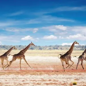 Explore Etosha Safari Adventure, Self-drive for 5 days with ATC Group and discover unforgettable experiences - Photo 7