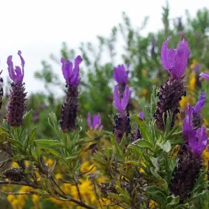 Explore Traumwanderungen: Rota Vicentina for 9 days with Abanico Individuell Reisen and discover unforgettable experiences - Photo 3