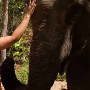 Explore Phnom Tamao Wildlife Center & Buddha Kiri Cambodia private Day Tour from Phnom Penh for 1 days with About Cambodia Travel & Tours and discover unforgettable experiences - Photo 2