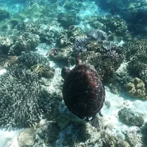 Explore Bohol and Siquijor 5-Day Adventure for 5 days with Abraham Tours Philippines and discover unforgettable experiences - Photo 8