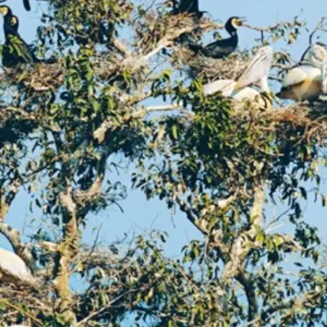 Explore Prek Toal Birds Sanctuary and Tonle Sap Lake floating Village Private Boat  Tour for 1 days with About Cambodia Travel & Tours and discover unforgettable experiences - Photo 2