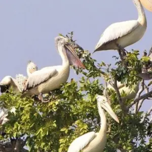 Explore Prek Toal Birds Sanctuary and Tonle Sap Lake floating Village Private Boat  Tour for 1 days with About Cambodia Travel & Tours and discover unforgettable experiences - Photo 3