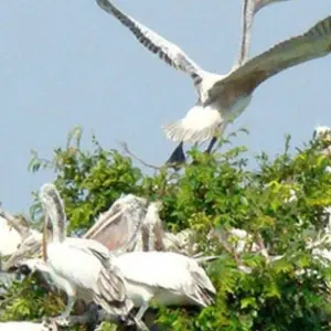 Explore Prek Toal Birds Sanctuary and Tonle Sap Lake floating Village Private Boat  Tour for 1 days with About Cambodia Travel & Tours and discover unforgettable experiences - Photo 5