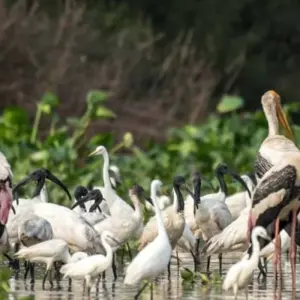 Explore Prek Toal Birds Sanctuary and Tonle Sap Lake floating Village Private Boat  Tour for 1 days with About Cambodia Travel & Tours and discover unforgettable experiences - Photo 9