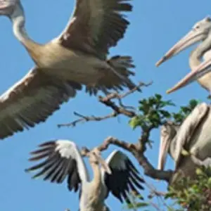 Explore Prek Toal Birds Sanctuary and Tonle Sap Lake floating Village Private Boat  Tour for 1 days with About Cambodia Travel & Tours and discover unforgettable experiences - Photo 11