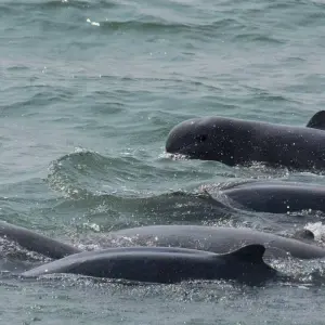 Explore Cambodia and Mekong River 8 Days Tour from Siem Reap to Kratie and Phnom Penh for 8 days with About Cambodia Travel & Tours and discover unforgettable experiences - Photo 5