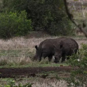 Explore Maasai and Migration for 11 days with Absolute Africa and discover unforgettable experiences - Photo 2