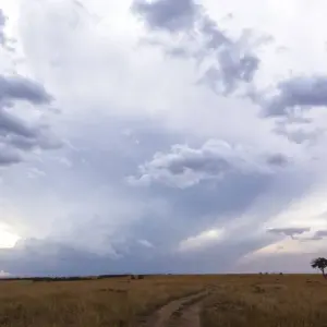 Explore The Gorilla Trek for 22 days with Absolute Africa and discover unforgettable experiences - Photo 2