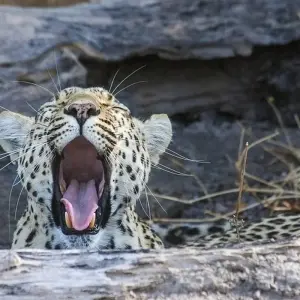 Explore Southern Explorer for 32 days with Absolute Africa and discover unforgettable experiences - Photo 3