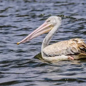 Explore Wildlife and Spice Island for 35 days with Absolute Africa and discover unforgettable experiences - Photo 4