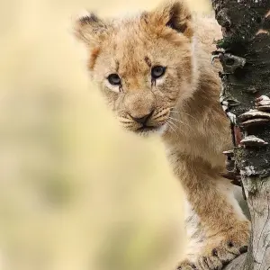 Explore Kenya and Tanzania, the Component for 14 days with Absolute Africa and discover unforgettable experiences - Photo 3