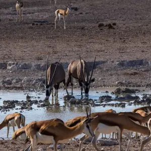 Explore Maasai and Migration for 11 days with Absolute Africa and discover unforgettable experiences - Photo 8
