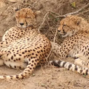 Explore The Southern Safari for 54 days with Absolute Africa and discover unforgettable experiences - Photo 6
