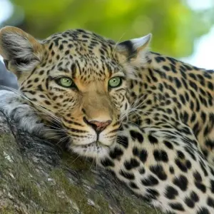 Explore Wildlife Wanderer for 60 days with Absolute Africa and discover unforgettable experiences - Photo 6